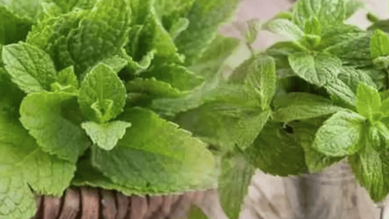 Foto - Ferah bir nefes... İştah kapatan bitki: Sabahları 1-2 tane çiğneyin