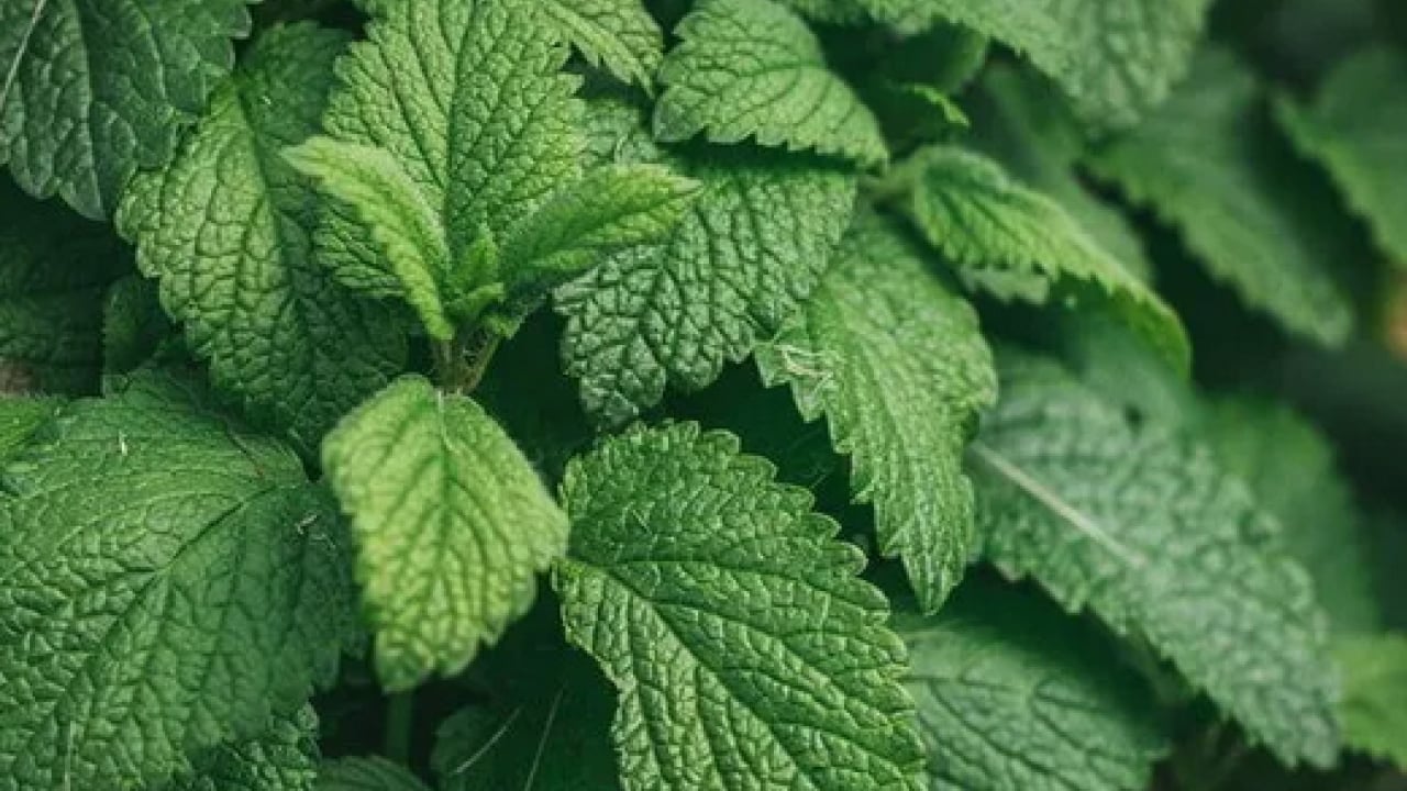 Foto - Ferah bir nefes... İştah kapatan bitki: Sabahları 1-2 tane çiğneyin