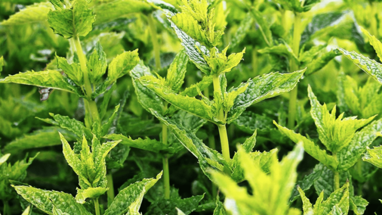 Foto - Ferah bir nefes... İştah kapatan bitki: Sabahları 1-2 tane çiğneyin