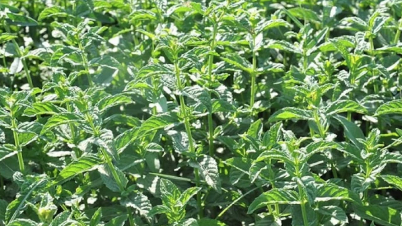 Foto - Ferah bir nefes... İştah kapatan bitki: Sabahları 1-2 tane çiğneyin