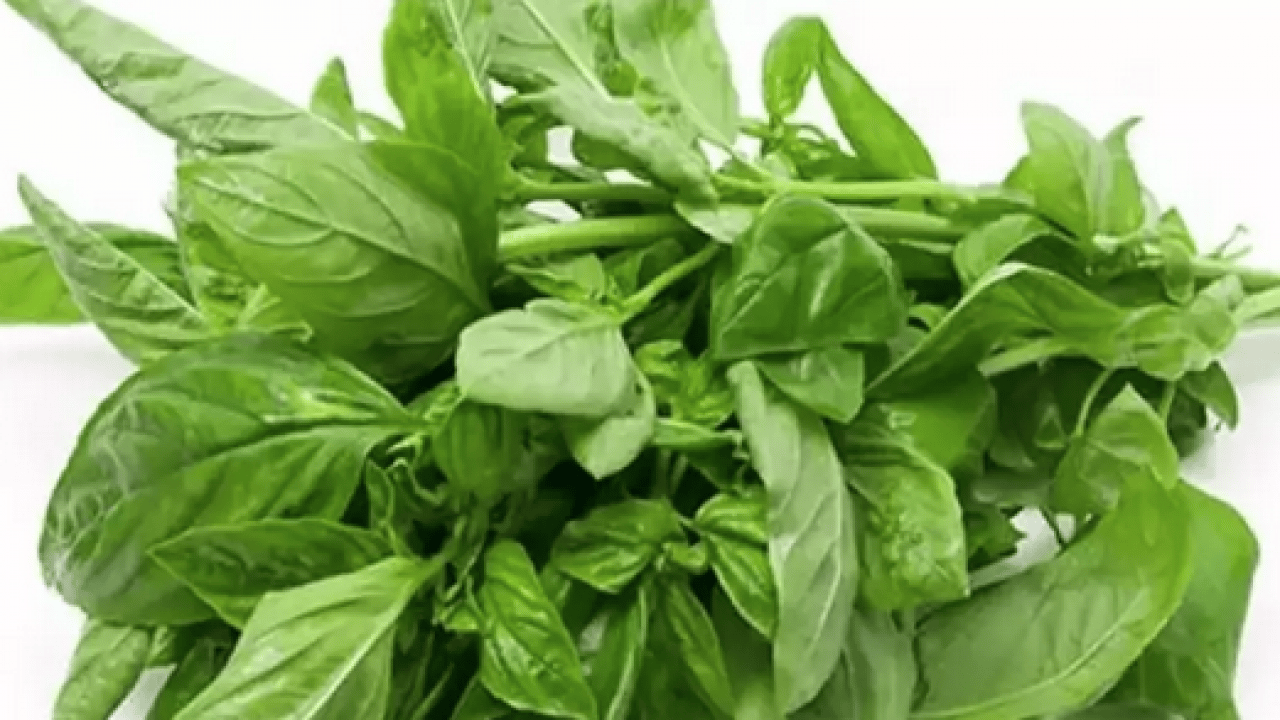 Ferah bir nefes... İştah kapatan bitki: Sabahları 1-2 tane çiğneyin