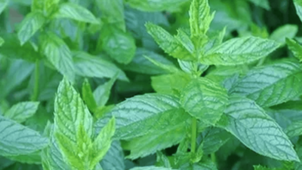 Foto - Ferah bir nefes... İştah kapatan bitki: Sabahları 1-2 tane çiğneyin