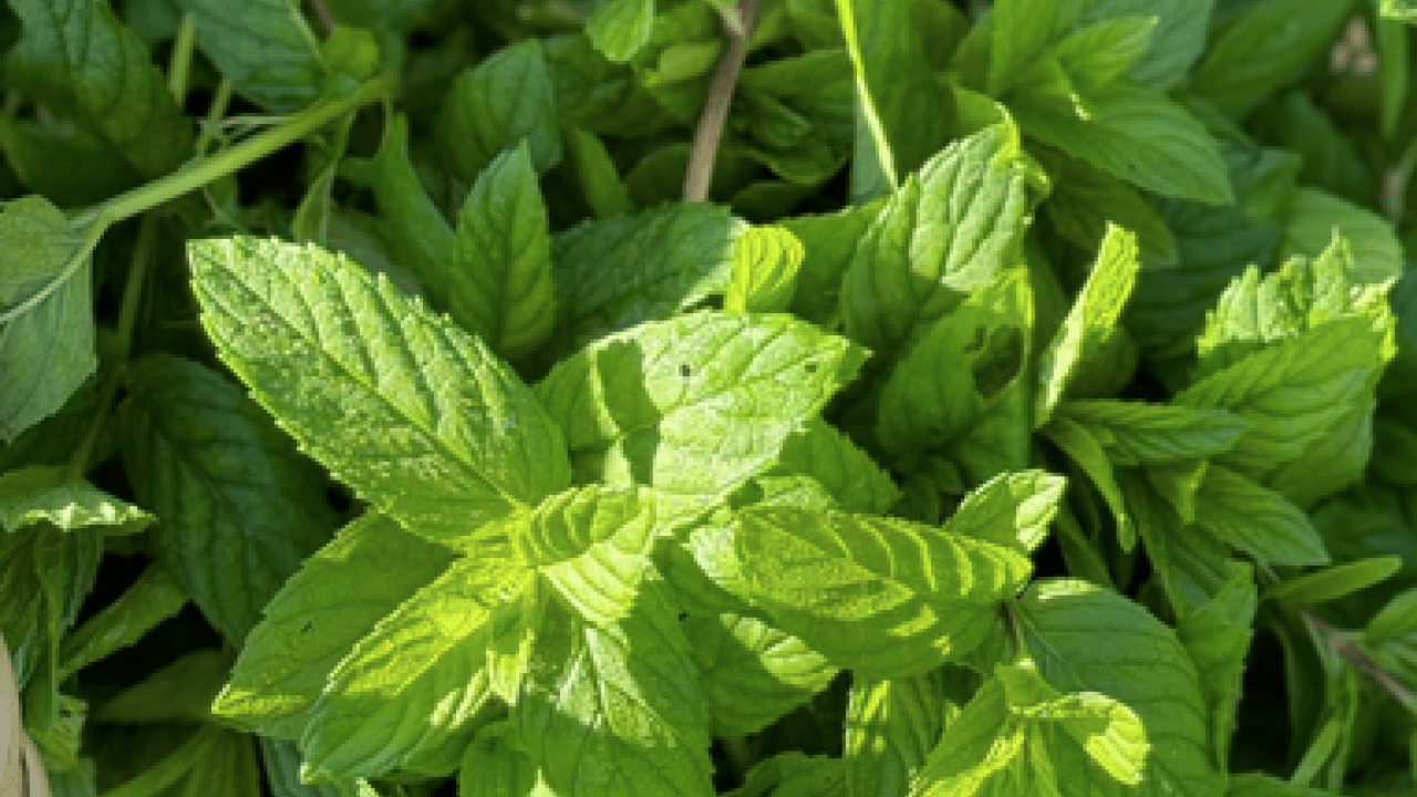 Foto - Ferah bir nefes... İştah kapatan bitki: Sabahları 1-2 tane çiğneyin