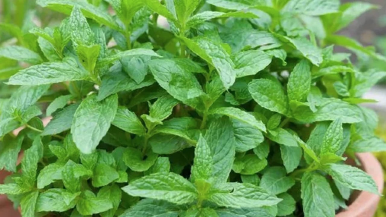 Foto - Ferah bir nefes... İştah kapatan bitki: Sabahları 1-2 tane çiğneyin