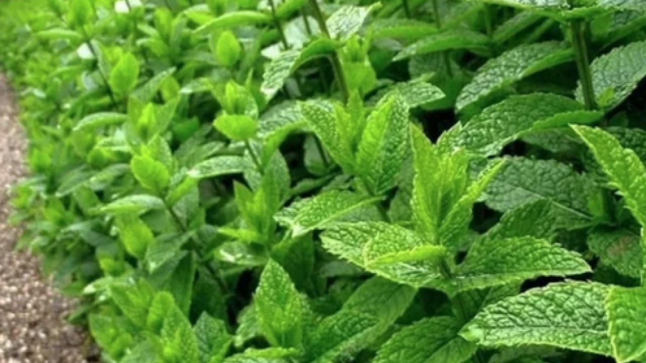 Foto - Ferah bir nefes... İştah kapatan bitki: Sabahları 1-2 tane çiğneyin