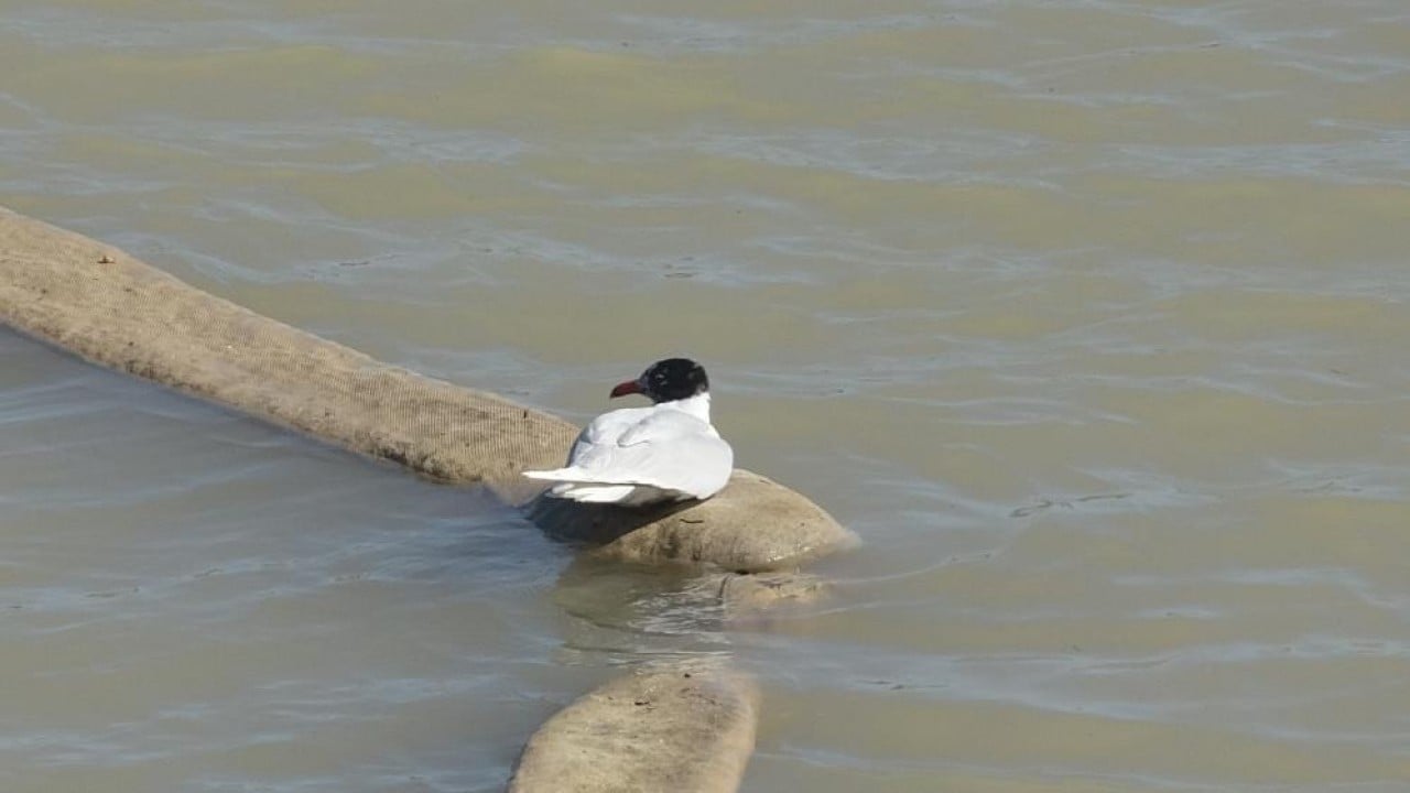 Foto - Film gibi martı kurtarma operasyonu