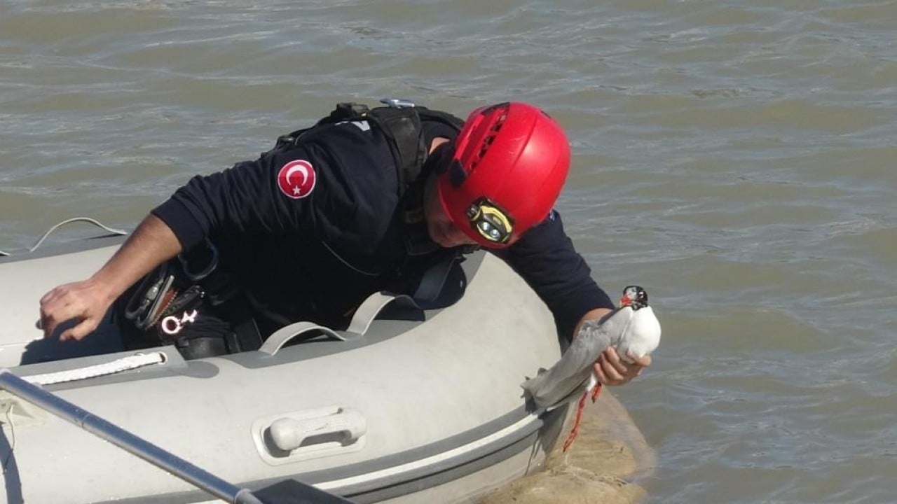 Foto - Film gibi martı kurtarma operasyonu