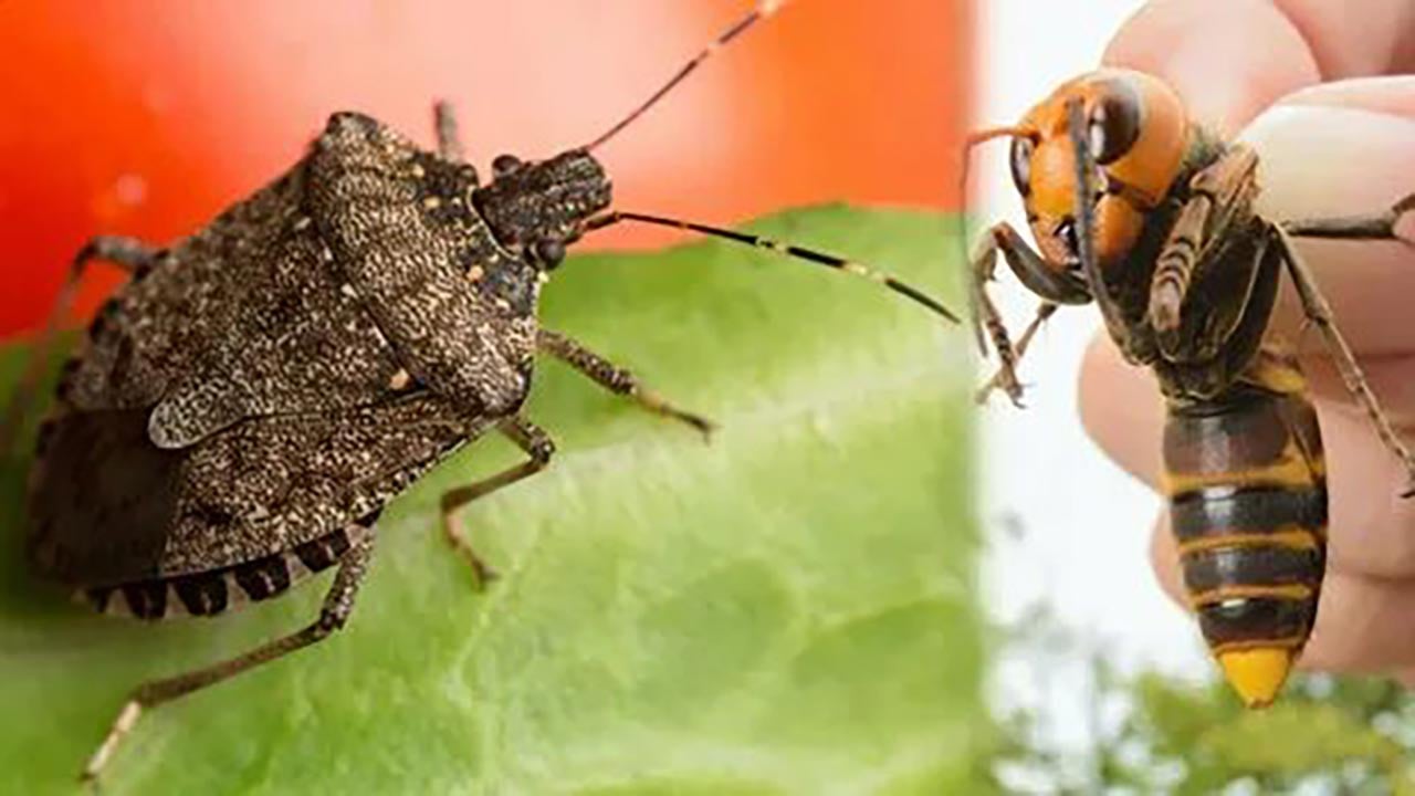 Foto - Fındığın baş düşmanına karşı biyolojik ordu sahada! Karadeniz'i kurtaracak 1000 tanesi doğaya salındı!