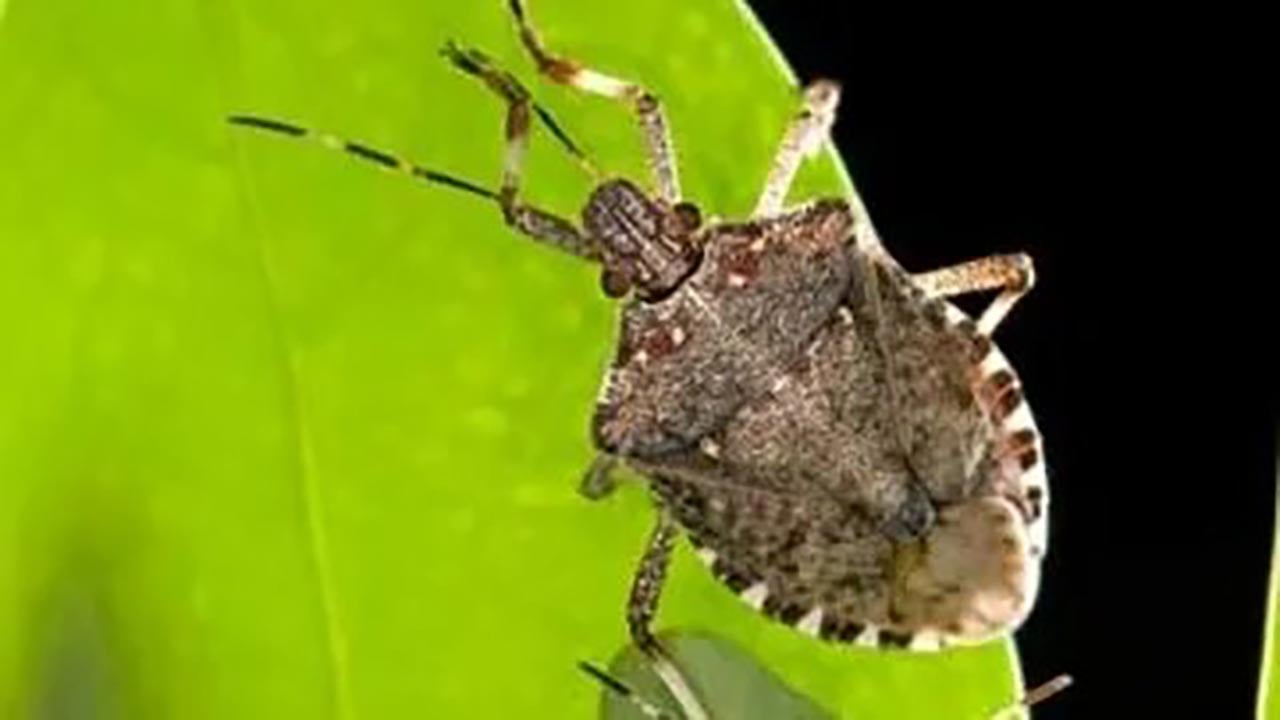 Foto - Fındığın baş düşmanına karşı biyolojik ordu sahada! Karadeniz'i kurtaracak 1000 tanesi doğaya salındı!