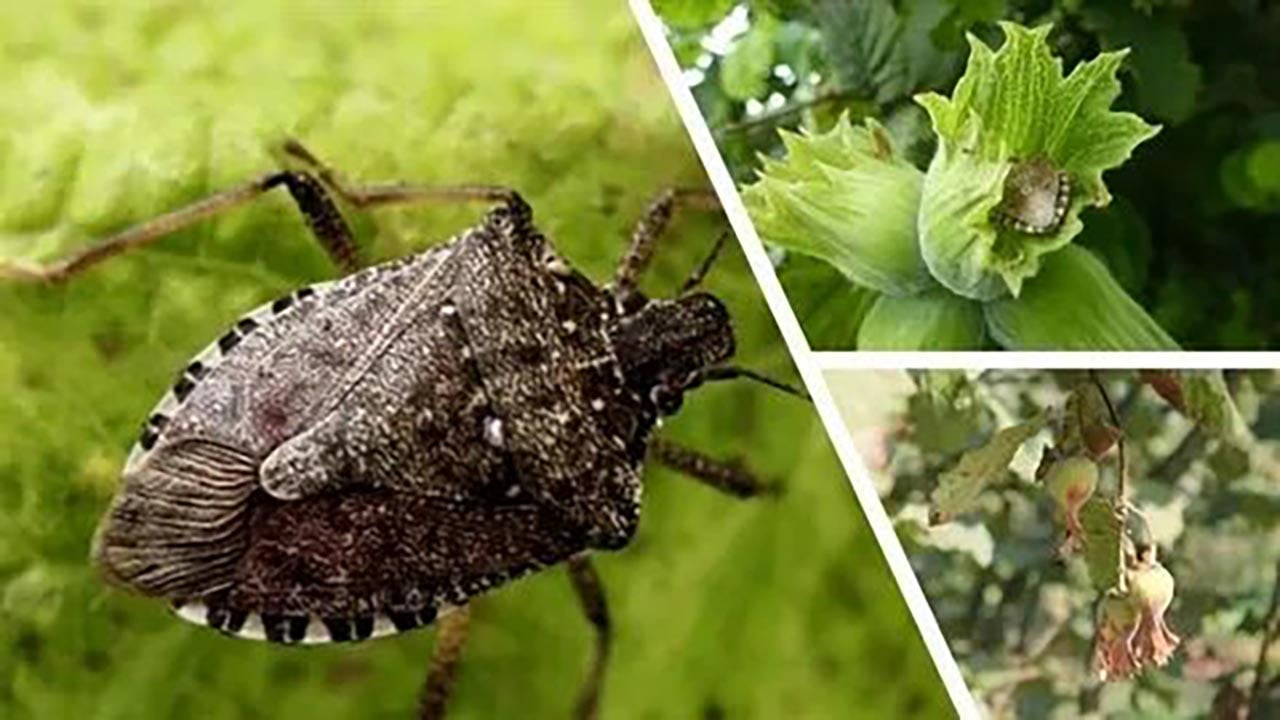 Foto - Fındığın baş düşmanına karşı biyolojik ordu sahada! Karadeniz'i kurtaracak 1000 tanesi doğaya salındı!