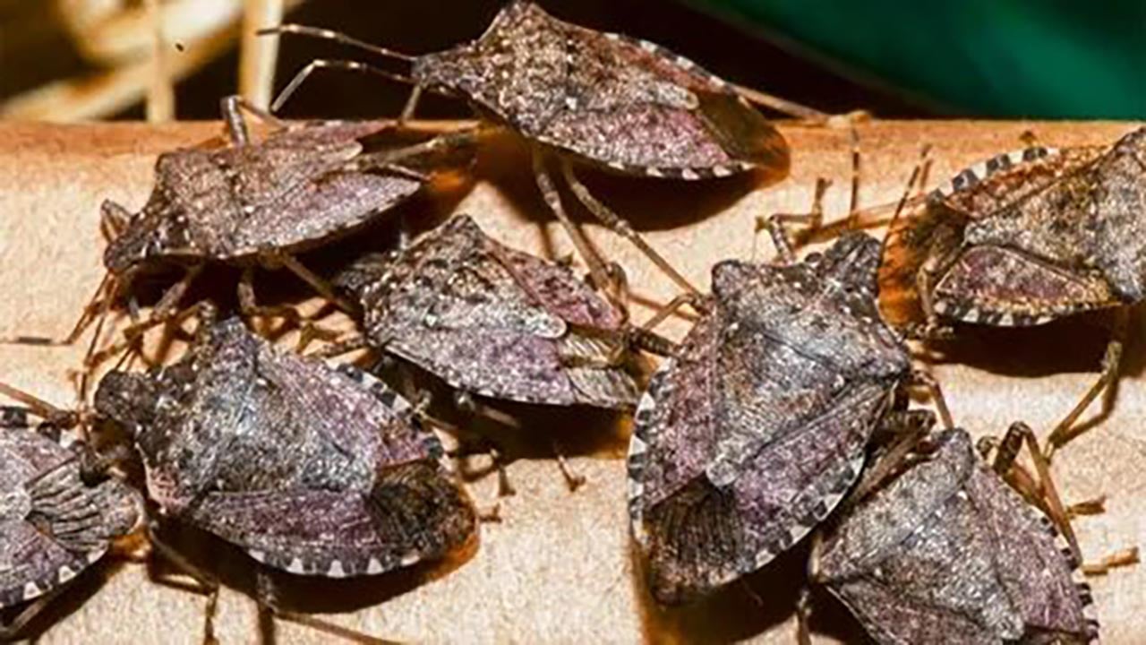 Foto - Fındığın baş düşmanına karşı biyolojik ordu sahada! Karadeniz'i kurtaracak 1000 tanesi doğaya salındı!
