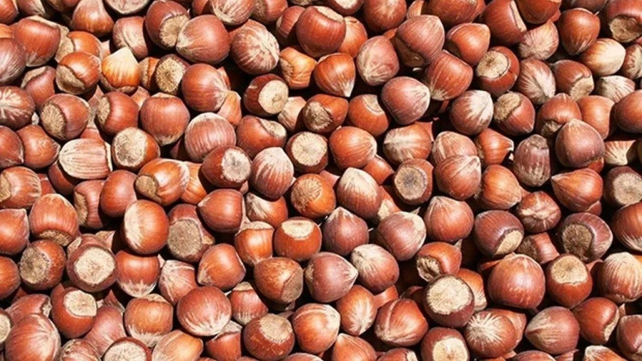 Foto - Fındık fiyatları düşüyor!