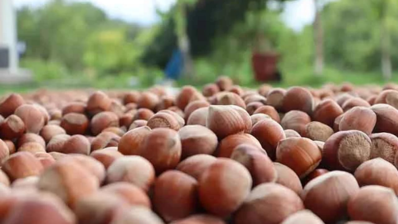 Foto - Fındık fiyatlarında büyük düşüş