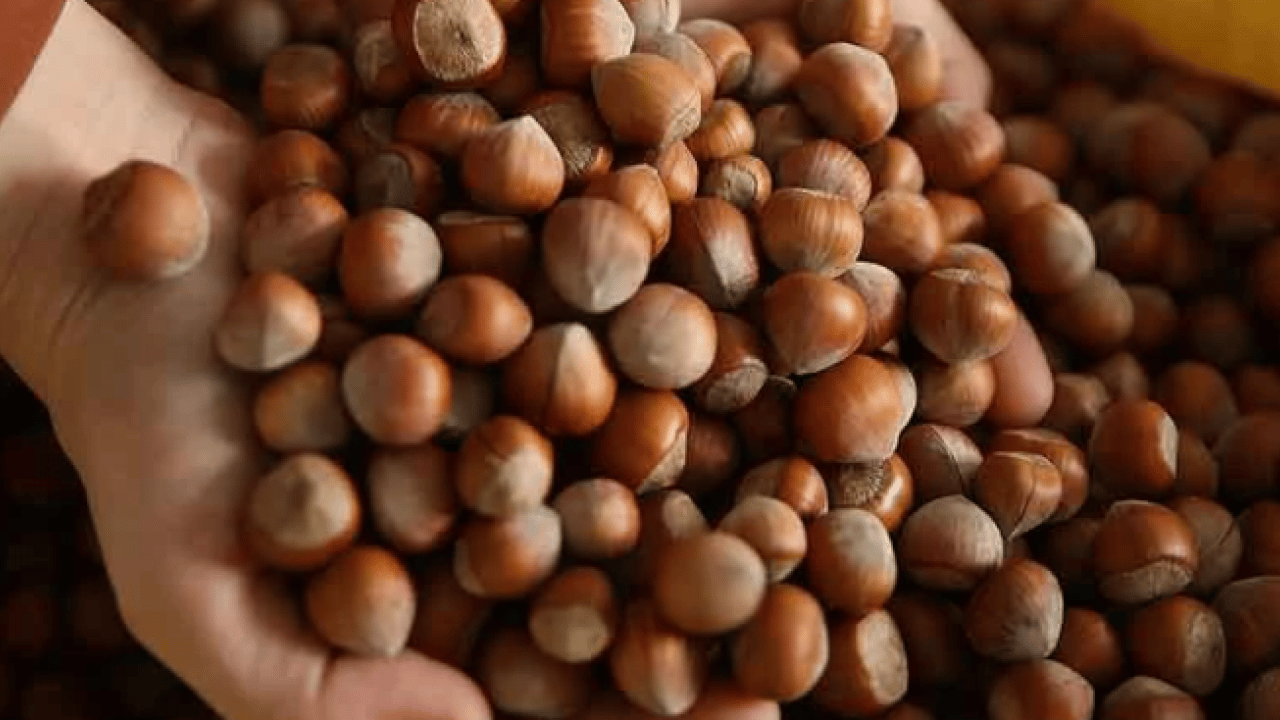 Foto - Fındık fiyatlarında büyük düşüş