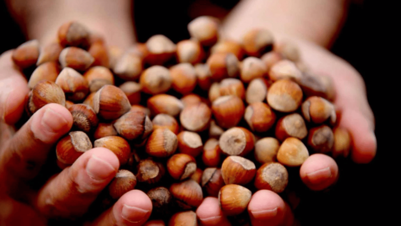 Foto - Fındık fiyatlarında büyük düşüş