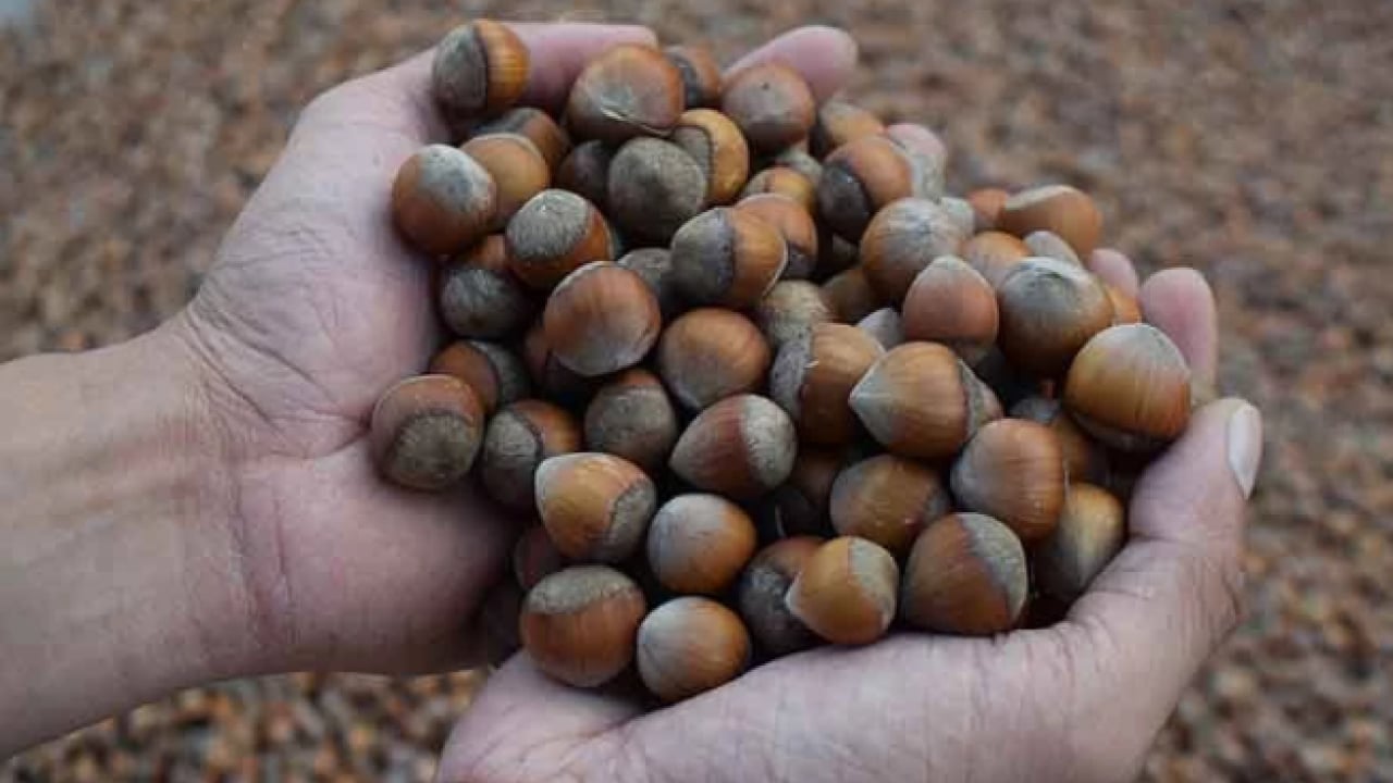 Foto - Fındık fiyatlarında büyük düşüş