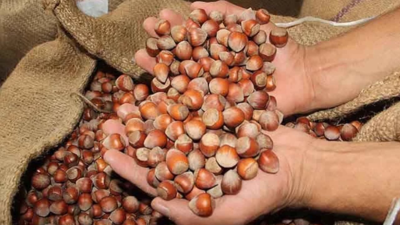 Foto - Fındık fiyatlarında büyük düşüş