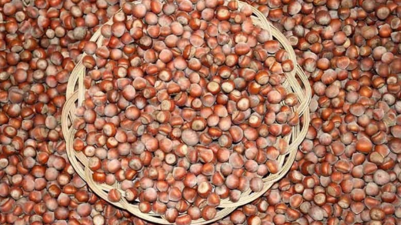 Foto - Fındık fiyatlarında büyük düşüş