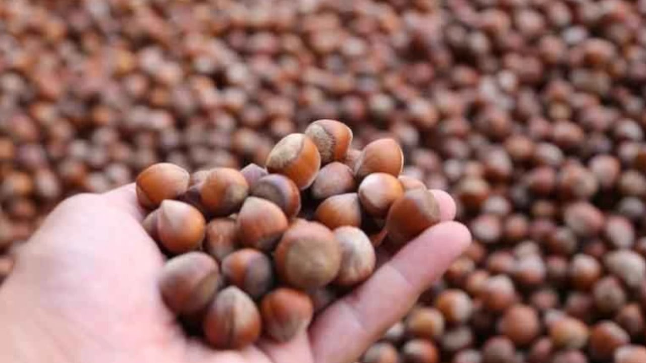 Foto - Fındık fiyatlarında büyük düşüş