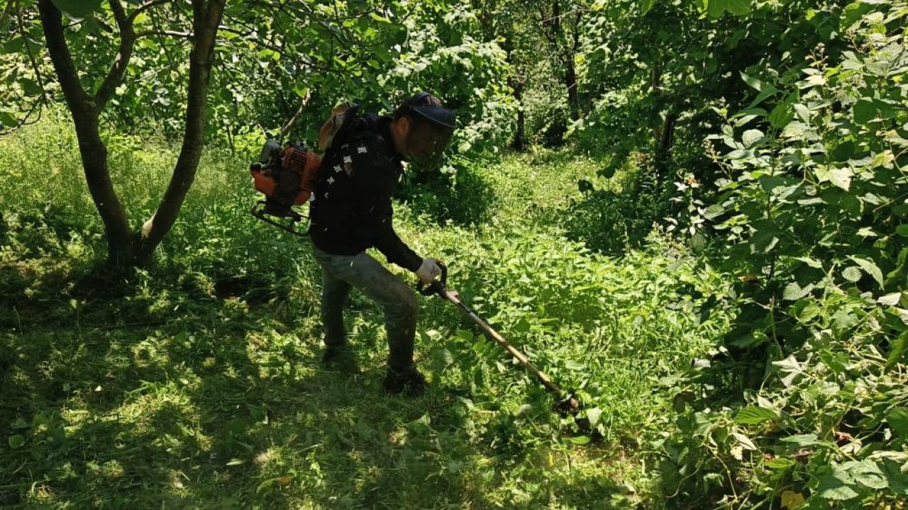 Foto - Fındık hasat sezonu yaklaştı! Yabani ot temizliğine başlanıldı