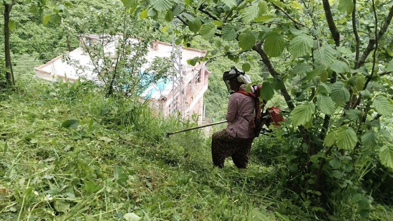 Foto - Fındık hasat sezonu yaklaştı! Yabani ot temizliğine başlanıldı