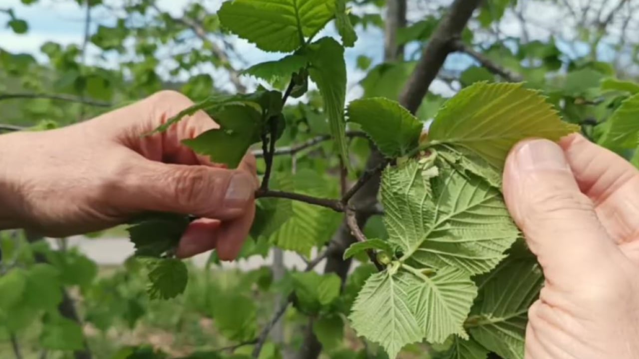 Fındıkta rekolte düştü! Zam kapıda