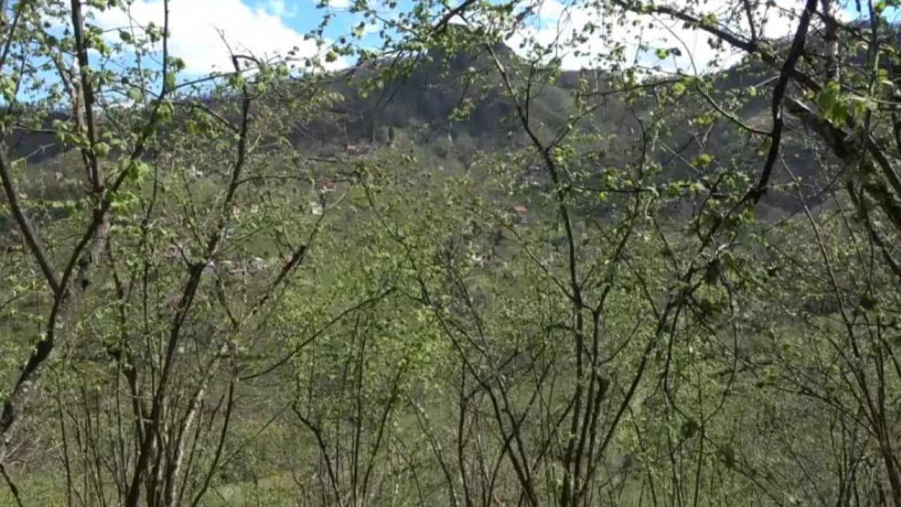 Foto - Fındıkta rekolte düştü! Zam kapıda