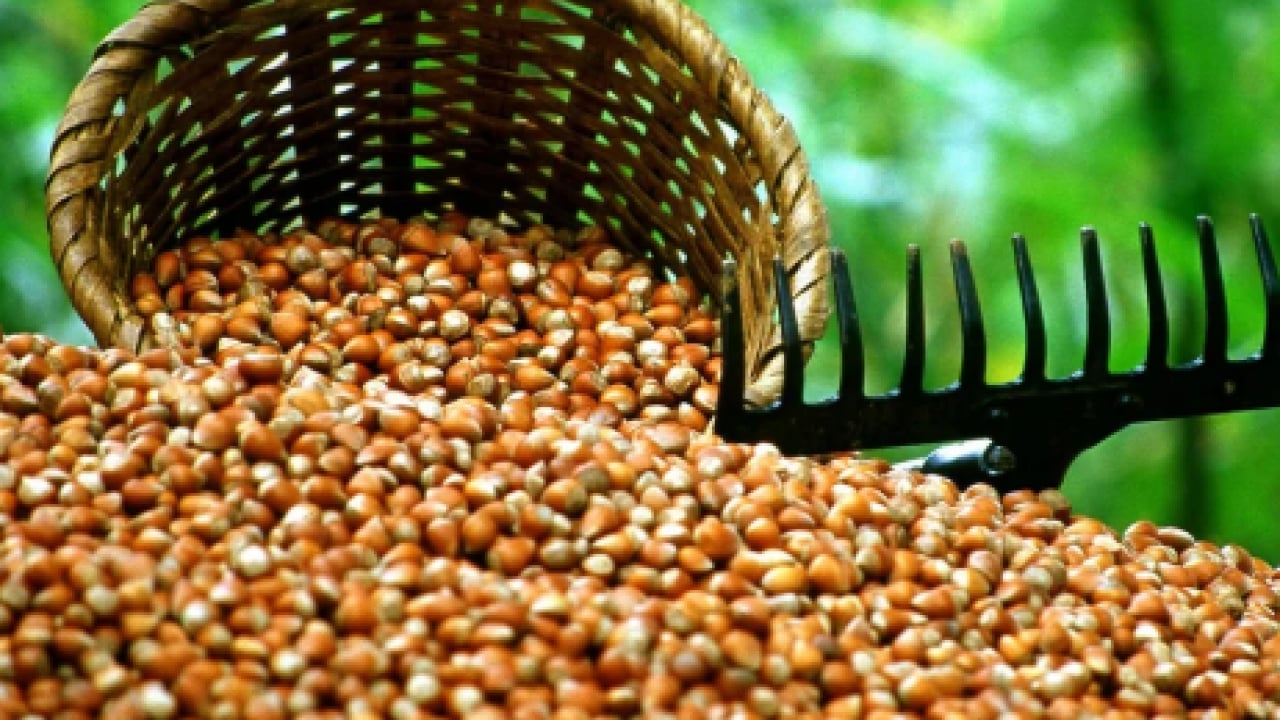 Foto - Fındıkta rekolte düştü! Zam kapıda