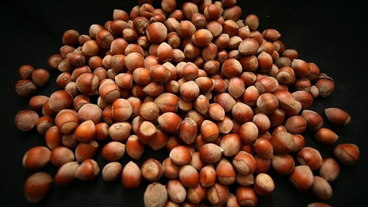 Foto - Fındıktan iki ayda 388 milyon dolar gelir elde edildi 