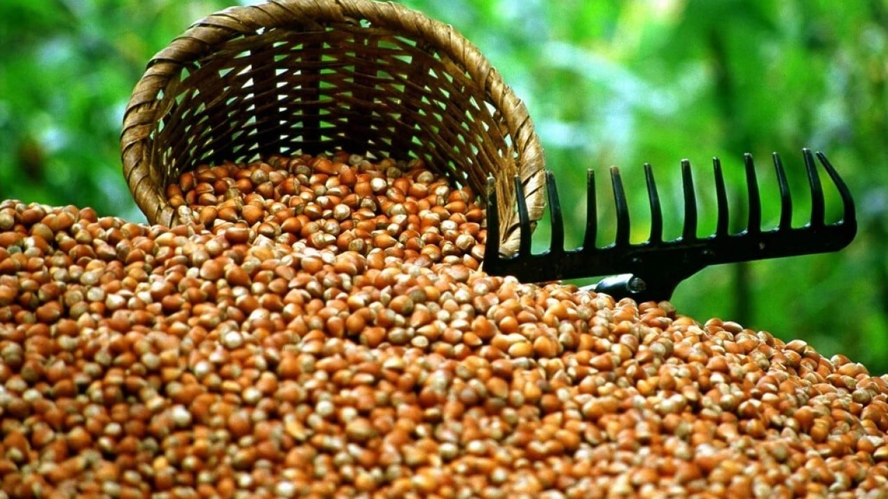 Foto - Fındıktan iki ayda 388 milyon dolar gelir elde edildi 