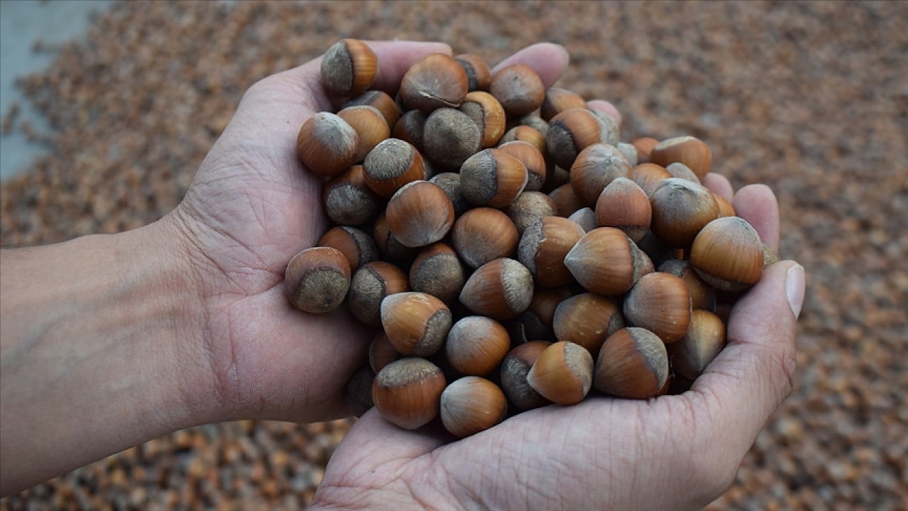 Fındıktan iki ayda 388 milyon dolar gelir elde edildi 