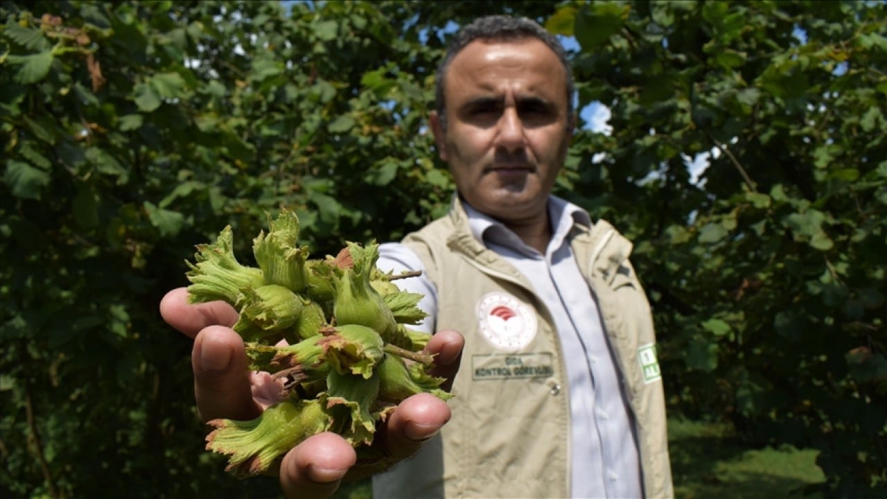 Foto - Fındıktan iki ayda 388 milyon dolar gelir elde edildi 