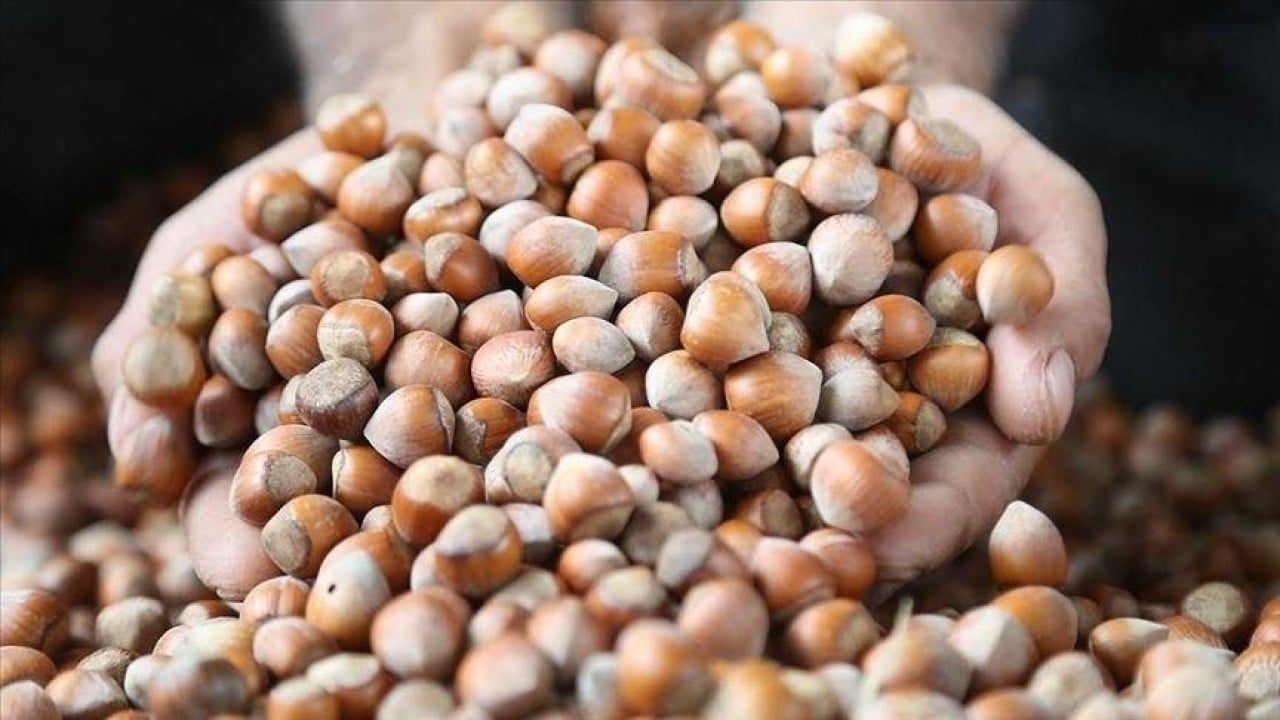 Foto - Fındıktan iki ayda 388 milyon dolar gelir elde edildi 