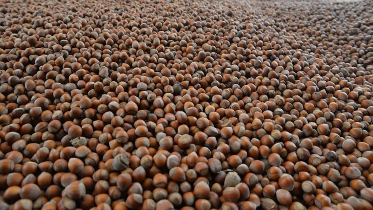 Foto - Fındıktan Türkiye ekonomisine büyük katkı