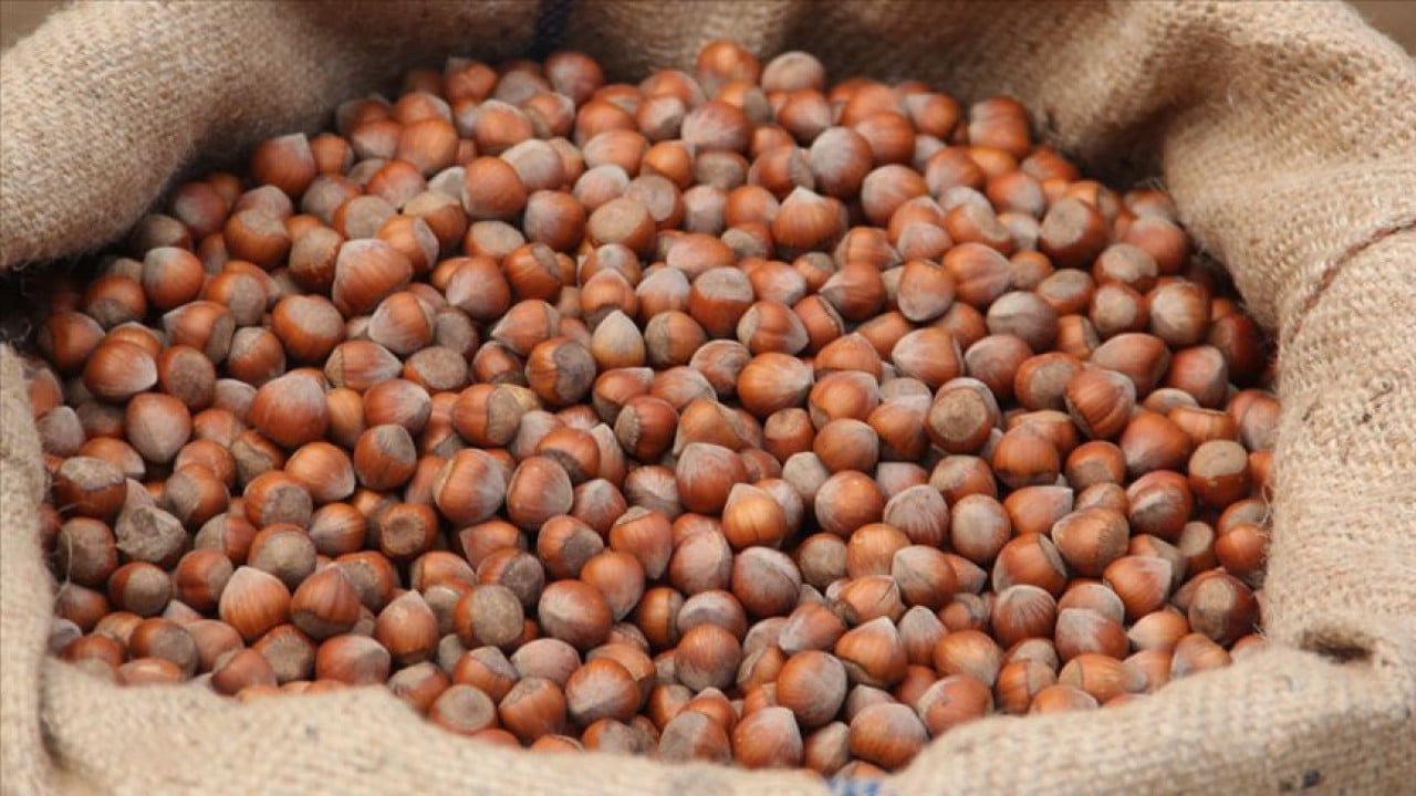 Foto - Fındıktan Türkiye ekonomisine büyük katkı