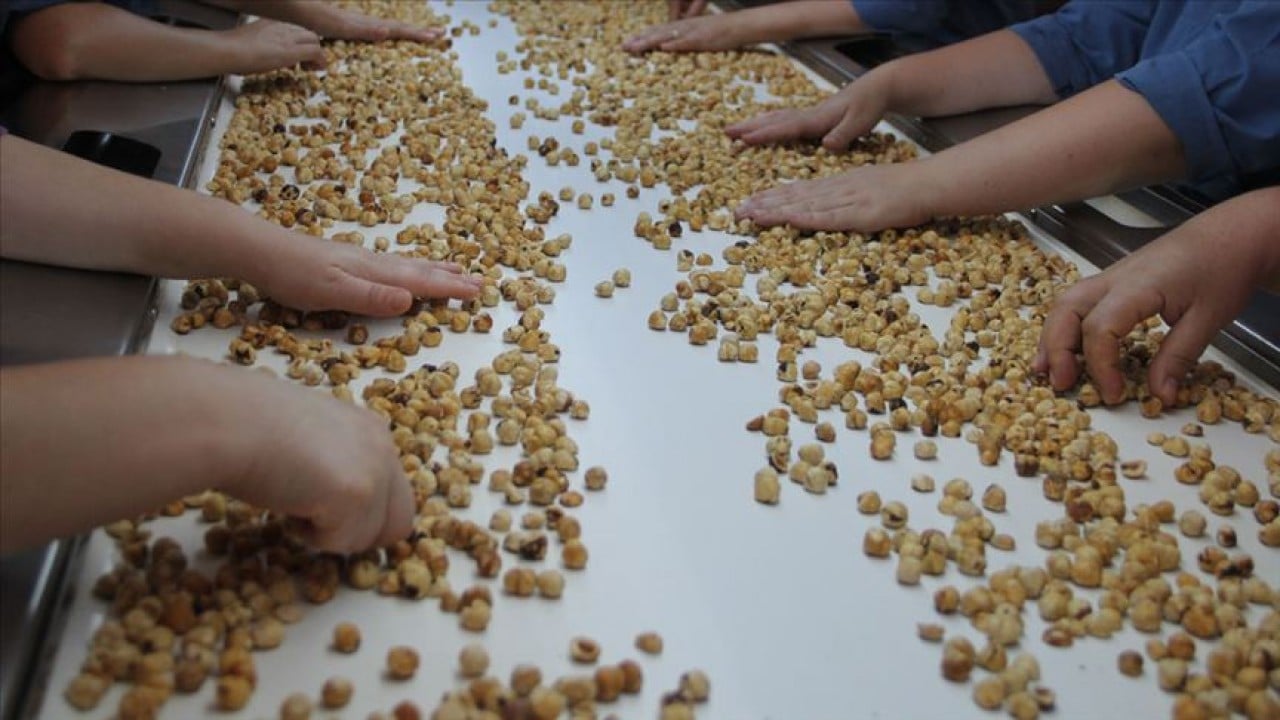 Foto - Fındıktan Türkiye ekonomisine büyük katkı