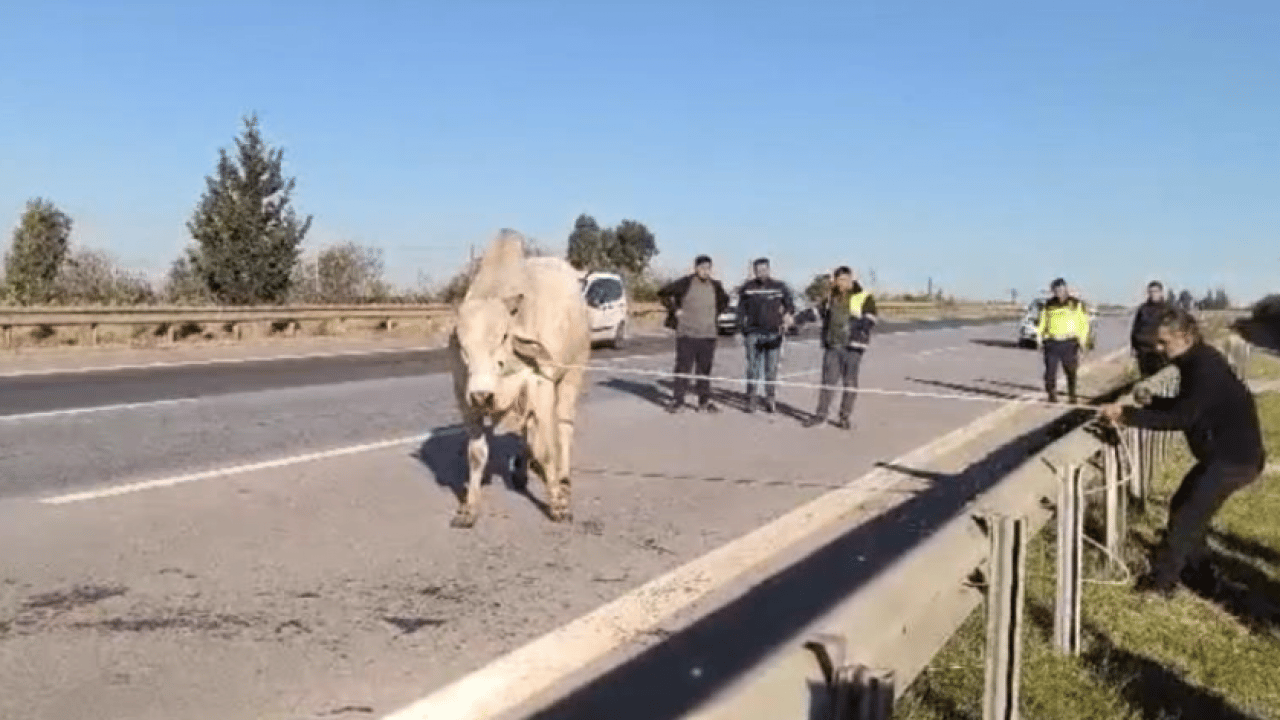 Foto - Firari anguslar şehir turu yaparken yakalandı