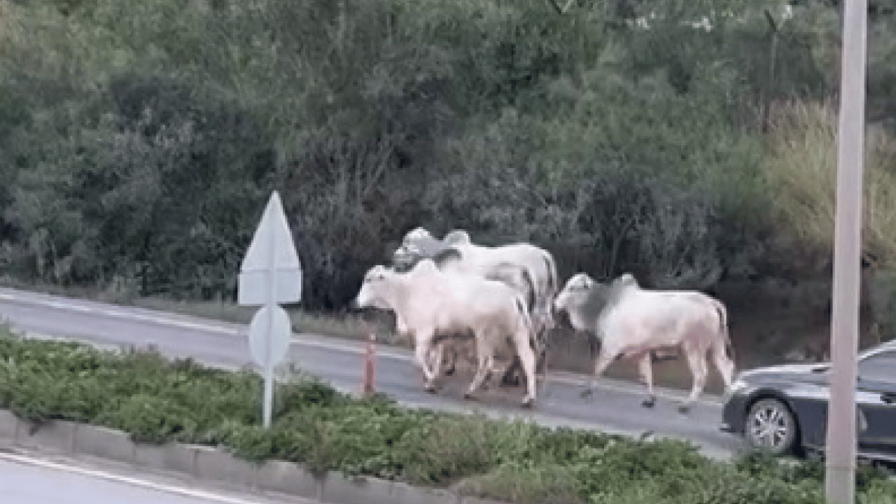 Foto - Firari anguslar şehir turu yaparken yakalandı