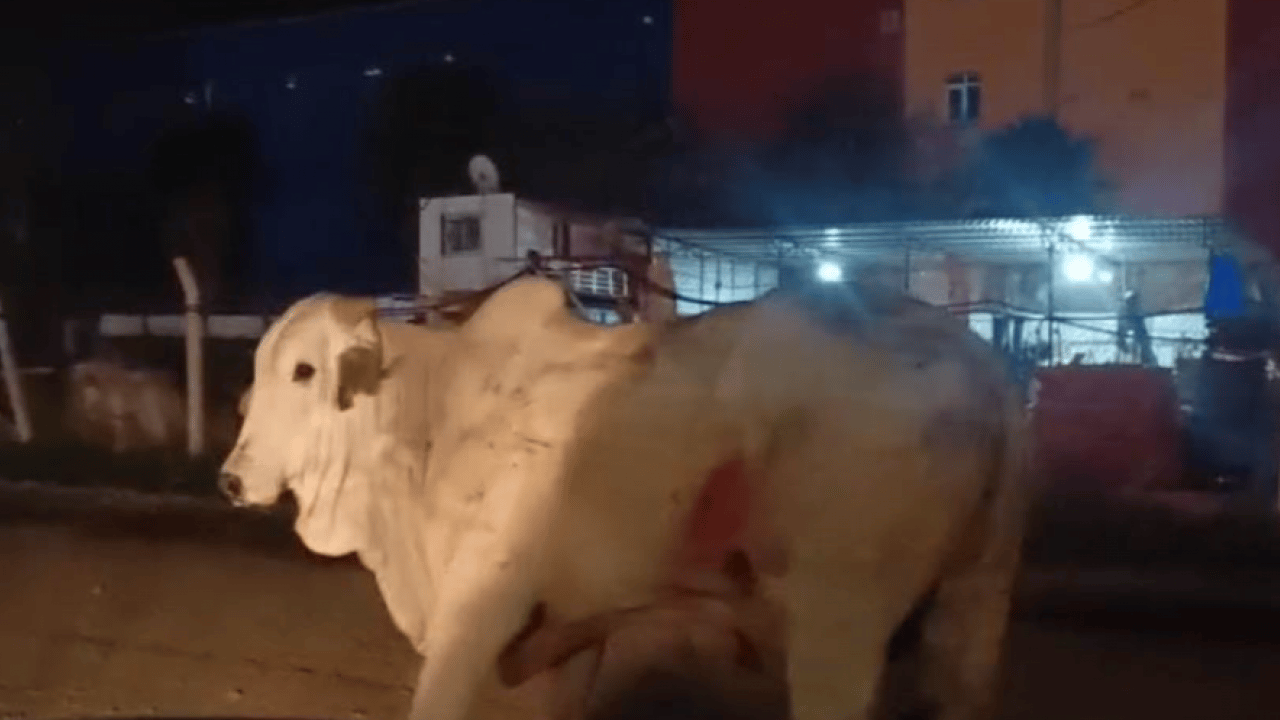 Foto - Firari anguslar şehir turu yaparken yakalandı