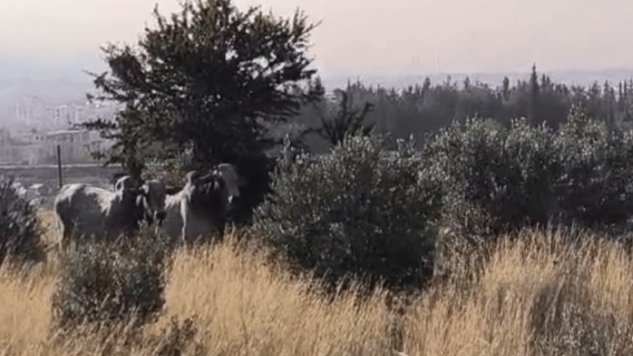 Foto - Firari anguslar şehir turu yaparken yakalandı