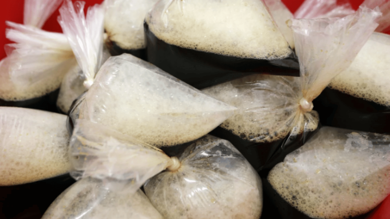 Foto - Fırat Nehri kenarındaki ağaçlardan toplanıyor! İftar ve sahur sofralarının vazgeçilmezi!