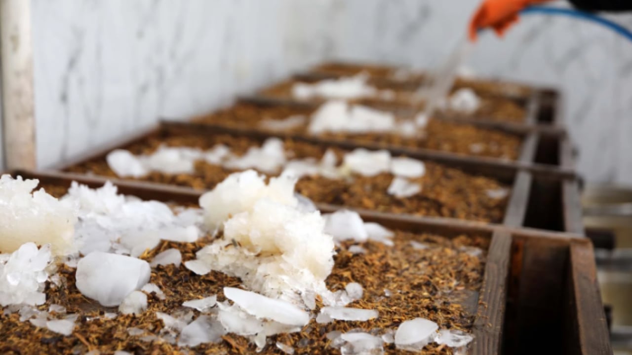 Foto - Fırat Nehri kenarındaki ağaçlardan toplanıyor! İftar ve sahur sofralarının vazgeçilmezi!