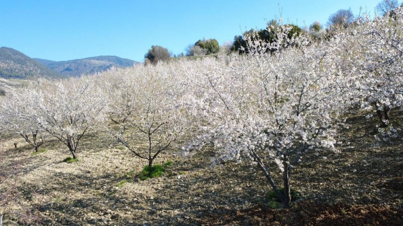 Foto - Firavunların sofrasından bile çıktı! Manisa’da yılda 400 ton üretiliyor, faydası saymakla bitmiyor