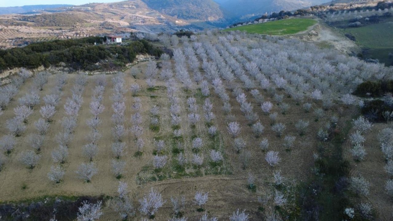 Foto - Firavunların sofrasından bile çıktı! Manisa’da yılda 400 ton üretiliyor, faydası saymakla bitmiyor