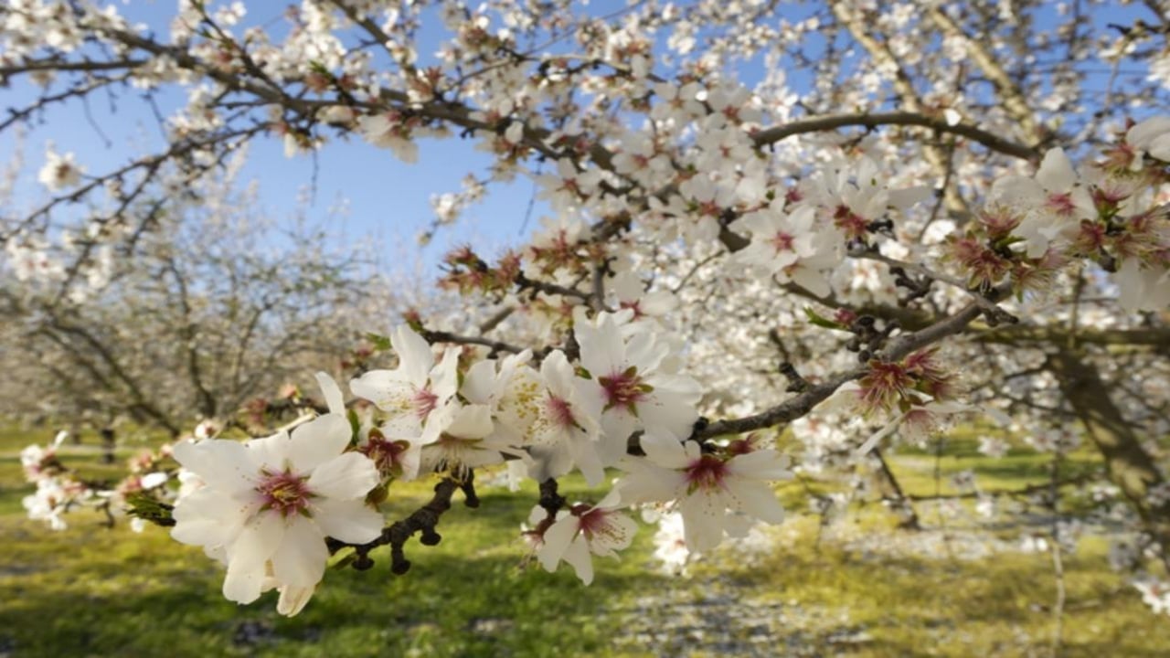 Foto - Firavunların sofrasından bile çıktı! Manisa’da yılda 400 ton üretiliyor, faydası saymakla bitmiyor
