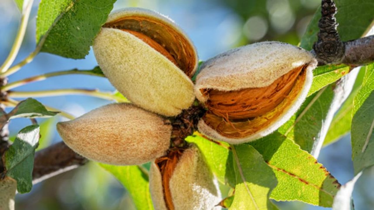 Firavunların sofrasından bile çıktı! Manisa’da yılda 400 ton üretiliyor, faydası saymakla bitmiyor