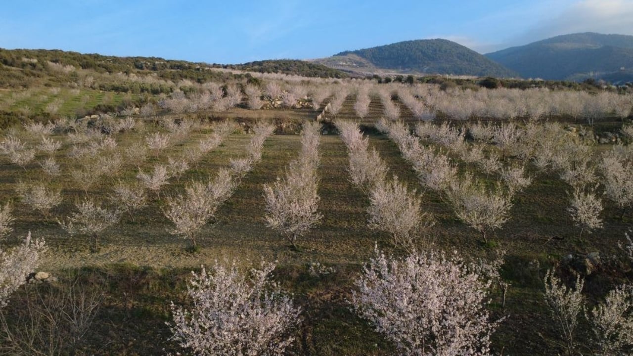 Foto - Firavunların sofrasından bile çıktı! Manisa’da yılda 400 ton üretiliyor, faydası saymakla bitmiyor