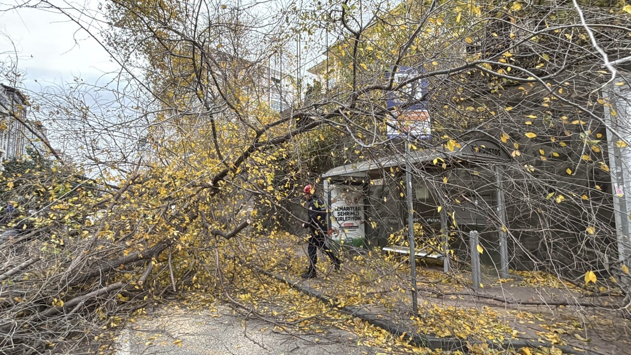 Foto - Fırtına koca ağacı devirdi