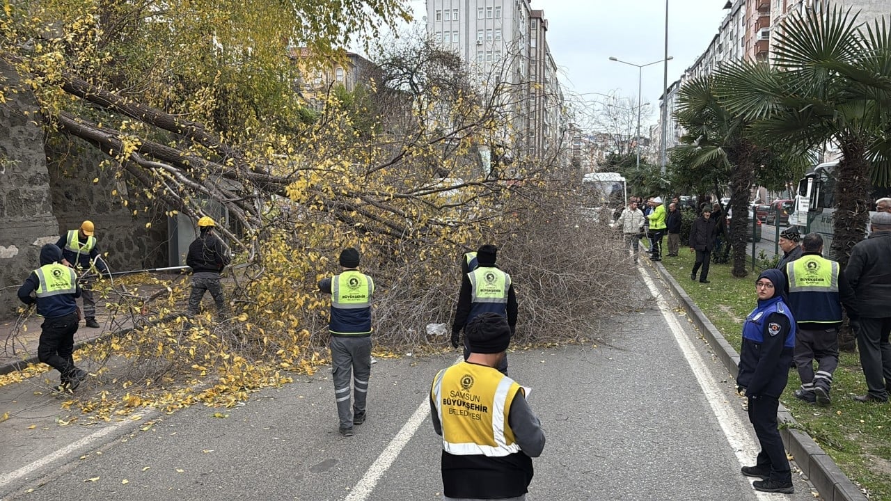 Foto - Fırtına koca ağacı devirdi