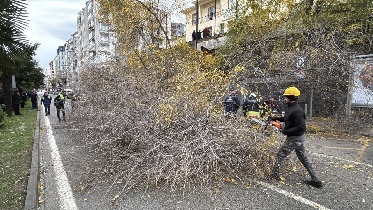 Foto - Fırtına koca ağacı devirdi